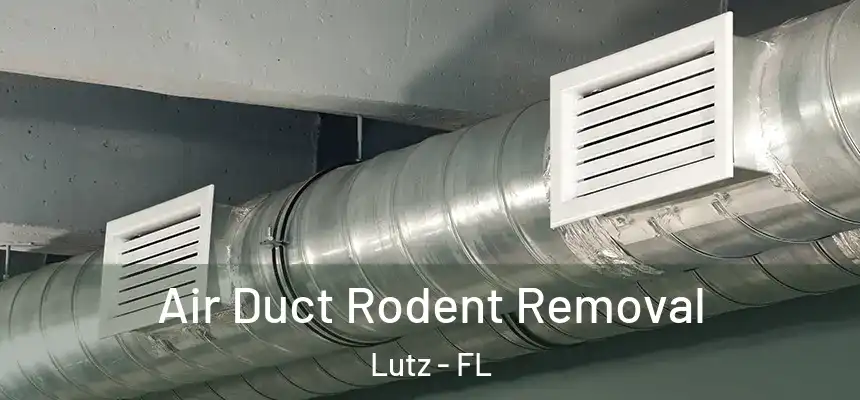  Air Duct Rodent Removal Lutz - FL