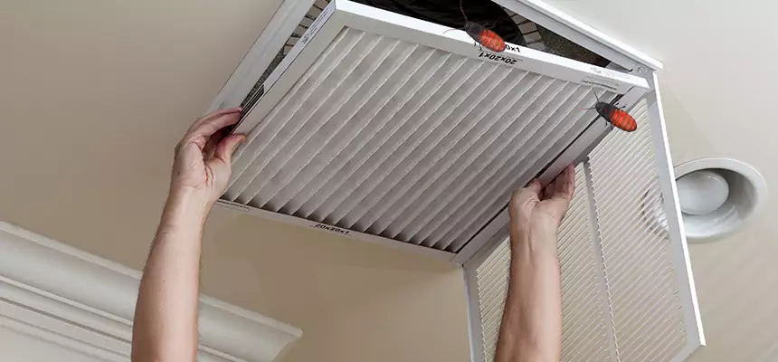 Our Insect Removal from Air Ducts Services in Lutz, FL
