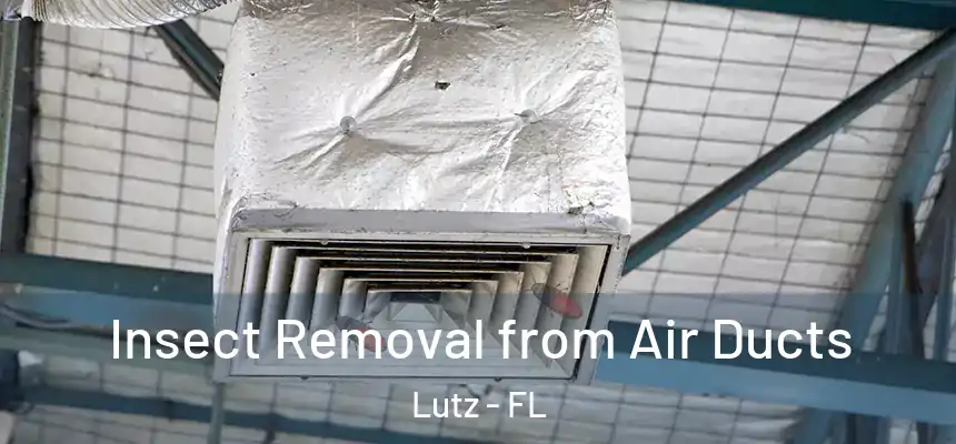 Insect Removal from Air Ducts Lutz - FL