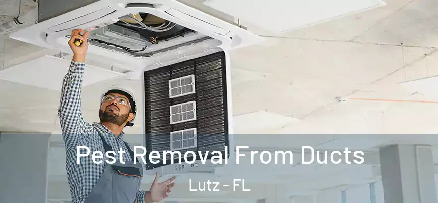 Pest Removal From Ducts Lutz - FL