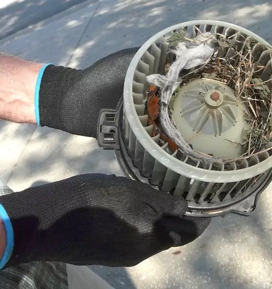 About Air Duct Mice Removal in Lutz, FL